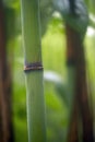 Bamboo node and stalk Royalty Free Stock Photo