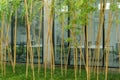 Bamboo office area