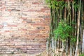 Bamboo with old brick wall