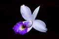 Bamboo orchid Royalty Free Stock Photo