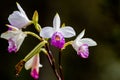 Bamboo Orchid Arundina graminifolia Royalty Free Stock Photo