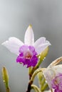 Bamboo Orchid Arundina graminifolia Royalty Free Stock Photo