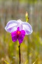 Bamboo Orchid Arundina graminifolia Royalty Free Stock Photo