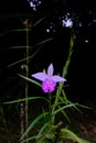 Bamboo orchid Arundina graminifolia Royalty Free Stock Photo