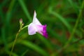 Bamboo orchid, Arundina graminifolia Royalty Free Stock Photo