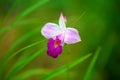 Bamboo orchid, Arundina graminifolia Royalty Free Stock Photo