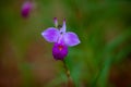 Bamboo orchid, Arundina graminifolia Royalty Free Stock Photo