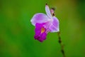 Bamboo orchid, Arundina graminifolia Royalty Free Stock Photo