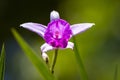 Bamboo orchid - Arundina graminifolia