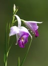 Bamboo Orchid, Arundina graminifolia Royalty Free Stock Photo