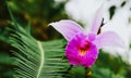 Bamboo orchid Arundina graminifolia is a species of orchid that can be found in Malaysia Royalty Free Stock Photo