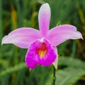 Bamboo orchid Arundina graminifolia is a species of orchid that can be found in Malaysia Royalty Free Stock Photo