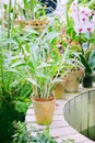 Bamboo and other plants in pots greenhouse. Plants in flowerpot for decoration Royalty Free Stock Photo