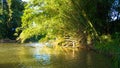 Bamboo over river Royalty Free Stock Photo