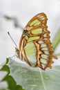 Bamboo Page or Dido Longwing butterfly Royalty Free Stock Photo