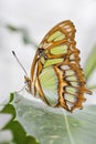 Bamboo Page or Dido Longwing butterfly