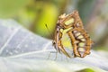 Bamboo Page or Dido Longwing butterfly Royalty Free Stock Photo