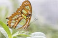 Bamboo Page or Dido Longwing butterfly