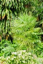 Bamboo palm or Lady palm tree in garden