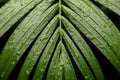 Bamboo Palm Leaves after rain Royalty Free Stock Photo