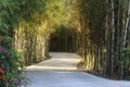 Bamboo path Royalty Free Stock Photo