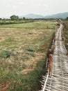 The bamboo pathway among the green field.