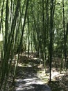 Bamboo pathway