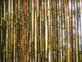 The Bamboo patition Royalty Free Stock Photo
