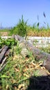 Bamboo pedestrian bridge between the grass