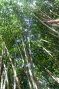 Bamboo in Peradeniya Royal Botanical Gardens near Kandy, Sri Lan Royalty Free Stock Photo