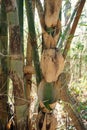 Bamboo, a perenial flowering plant in grass family Royalty Free Stock Photo