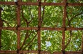 Bamboo pergola trellis supporting the liana tree. Japan