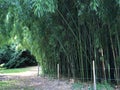 Bamboo, Phyllostachys viridiglaucescens or Bambus, Mainau - Constance, Germany Royalty Free Stock Photo