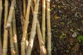 Bamboo pile on moist ground under shade trees Royalty Free Stock Photo