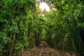 Bamboo on Pipiwai trail in Haleakala National Park, Hawaii Royalty Free Stock Photo