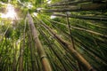 Bamboo on Pipiwai trail in Haleakala National Park, Hawaii Royalty Free Stock Photo