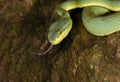 Bamboo Pit Viper Flicking tongue, Trimeresurus gramineus, Matheran, Maharashtra, India Royalty Free Stock Photo