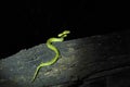 Bamboo pit viper, Indian green pit viper, or common green pit viper, Craspedocephalus gramineus, Satara, Maharashtra Royalty Free Stock Photo