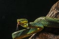 Bamboo Pit Viper seen at Matheran in night,Maharashtra,India Royalty Free Stock Photo