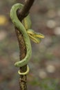 Bamboo pit viper on a tree during daytime seen at matheran Royalty Free Stock Photo