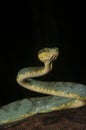 Bamboo pit viper on a tree ready to strike seen at matheran Royalty Free Stock Photo