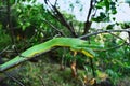 Bamboo pit viper, Tremeresurus gramineus in a natural habitat, Pune district, Maharashtra, India Royalty Free Stock Photo