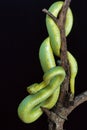 Bamboo pit viper, Trimeresurus gramineus from Kanger Ghati National Park, Bastar District, Chhattisgarh. Royalty Free Stock Photo