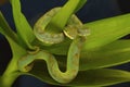 Bamboo pit viper Trimeresurus gramineus. Visakhapatnam