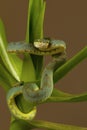 Bamboo pit viper Trimeresurus gramineus. Visakhapatnam