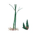 Bamboo plan green agriculture growth