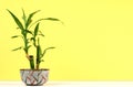 Bamboo Plant Royalty Free Stock Photo