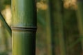 Bamboo plant in closeup with details