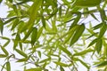 Bamboo plant detail Royalty Free Stock Photo