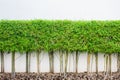 Bamboo plant and green grass wall background Royalty Free Stock Photo
